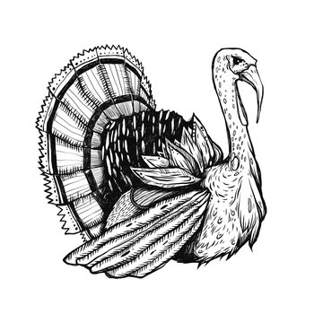 Illustration with turkey. Graphic drawn bird. Engraving style. Good for the cards to Thanksgiving day.