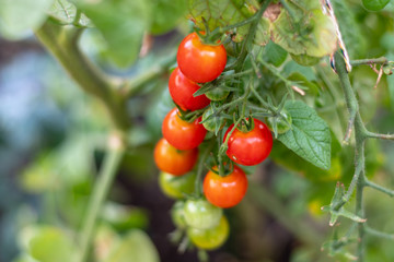 Cherry Tomaten