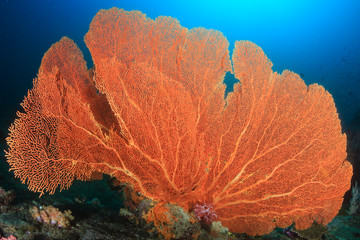 Huge fragile Gorgonian Sea Fans on a tropical coral reef