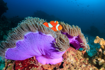 A family of beautiful False Clownfish in their host anemone on a tropical coral reef