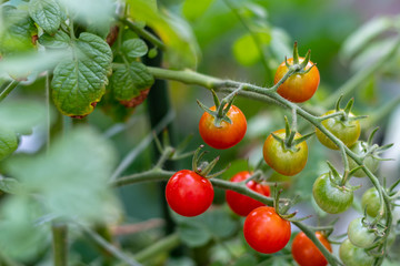 Tomaten