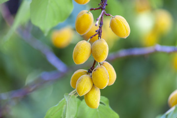 Apricots in the sun. Juicy fruit on the branches of trees. Ripe apricot is ready for harvesting.