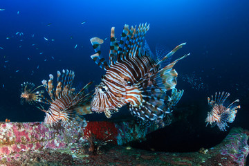 Naklejka na ściany i meble Several colorful Lionfish hunting at dawn on a deep shipwreck on a tropical coral reef