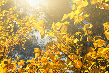 Fototapeta na wymiar Branch with yellow leaves against sun light