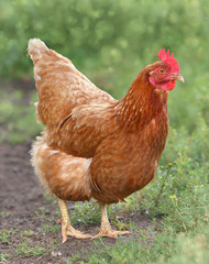 brown hen looking for food in the farm yard. Chickens. Free Range Cock and Hens