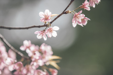 Cherry blossom flowers , sakura flowers in pink background vintage style