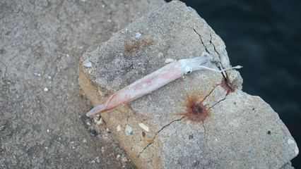 The small sea squid on the ground.