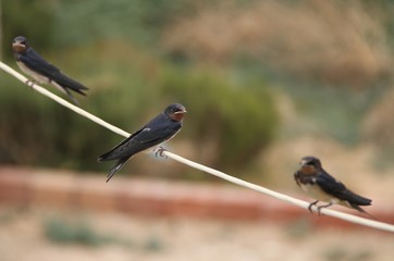 Swallows sitting on wires
