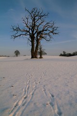 traces in the snow in the winter