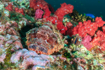 A well camouflaged Scorpion Fish on a tropical coral reef