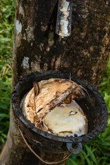 Natural rubber being removed from a tree at a rubber plantation in asia