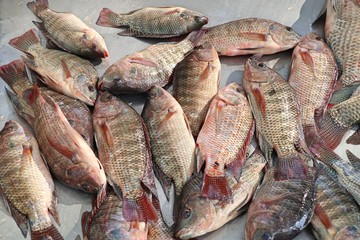 fresh fish in market