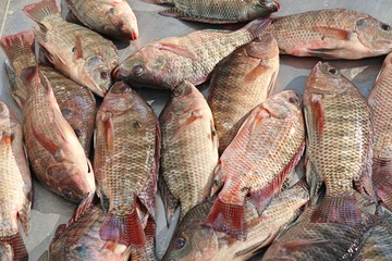 fresh fish in market