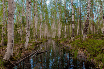 Russian birch