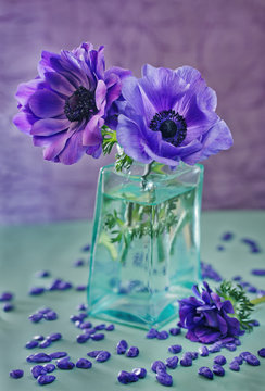 Beautiful anemone flowers in a vase on the table. 