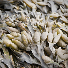 Bladder wrack, fucus vesiculosus a sea algae from the Atlantic Ocean. 