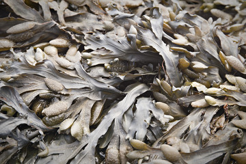 Bladder wrack, fucus vesiculosus a sea algae from the Atlantic Ocean. 