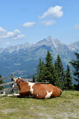 Fototapeta na wymiar View on Dachstein Mountain with the cow, Bischofsmuetze in the background, Salzkammergut, Austria
