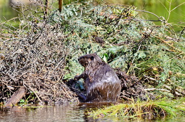 Beaver working on beaver lodge in Ontario, Canada. © Bob