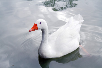 The white goose swims in the river in summer noon