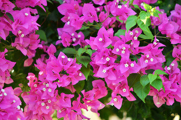 Bougainvillea flowers close up. Blooming bougainvillea. Floral background.