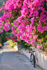 Fototapeta na wymiar Typical Mediterranian outdoor street exterior in summer. Bougainvillea flowers blooming