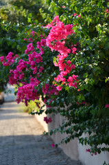 Typical Mediterranian outdoor street exterior in summer. Bougainvillea flowers blooming