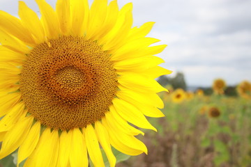 Sunflower with green field an cloudy sky