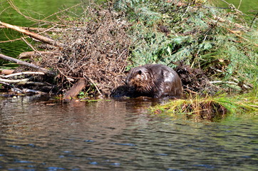 Beaver working on beaver lodge in Ontario, Canada.