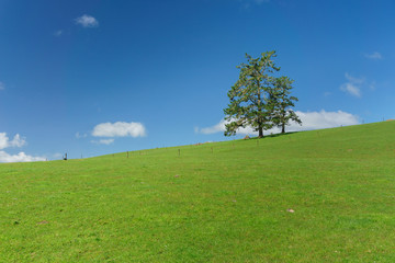 Meadows of Northland, North Island, New Zealand. In winter, near Puketi forest. At the beginning of Waihoanga Gorge kauri walk.