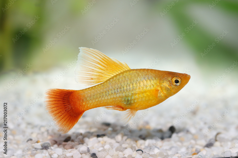 Wall mural hi fin platy platy male xiphophorus maculatus tropical aquarium fish