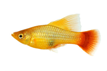 Obraz premium Hi Fin Platy platy male Xiphophorus maculatus tropical aquarium fish 