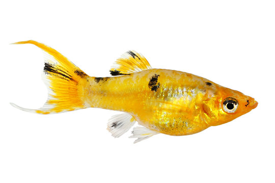 Lyretail molly Poecilia latipinna aquarium fish 