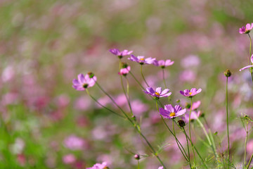 Cosmos of korea Fall