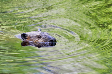 Beaver swimming in a Green Reflection, Ontario, Canada