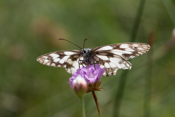 Schachbrettfalter