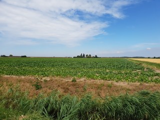 Potato field in the Wilde Veenen polder in Waddinxveen the Netherlands.