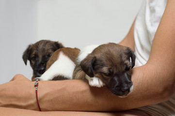 Little fox terrier puppies on hands