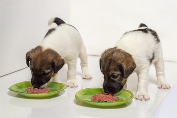 Puppies fox terrier eating meat on white background