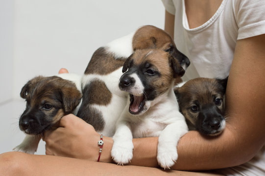 Little thoroughbred puppies in their hands yawns, fox terrier