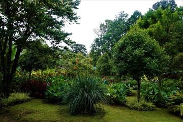 Garden in San Gerardo de Dota on rainy day