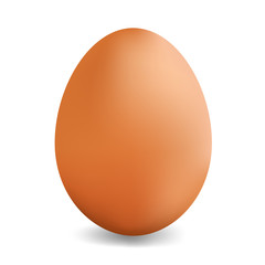 chicken egg illustration