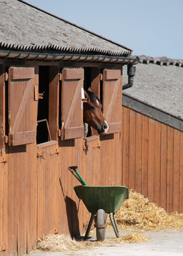 A Horse In A Stable With A Mucking Out Wheelbarrow.