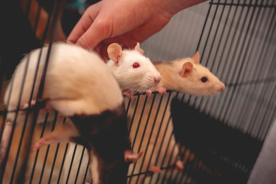 Ratten im Käfig