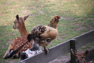 venison and hinde deer in public animal farm in Nieuwerkerk aan den Ijssel