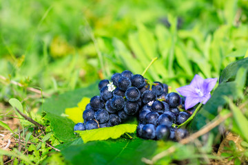 grape Crop of korea Fall