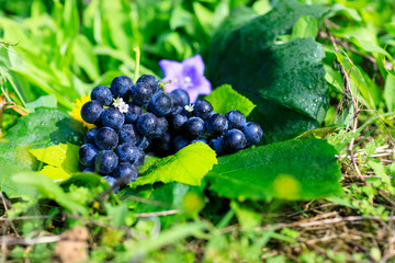 grape Crop of korea Fall