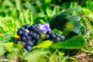 grape Crop of korea Fall