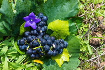 grape Crop of korea Fall