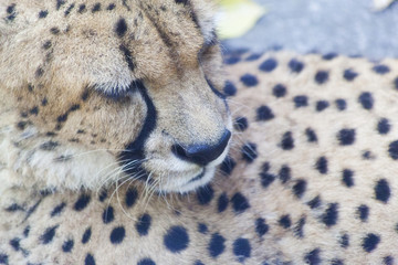Cheetah Close Up
